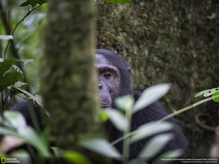 Chimp en Ouganda-2012 National Geographic Photographie Fond d'écran Vues:9181