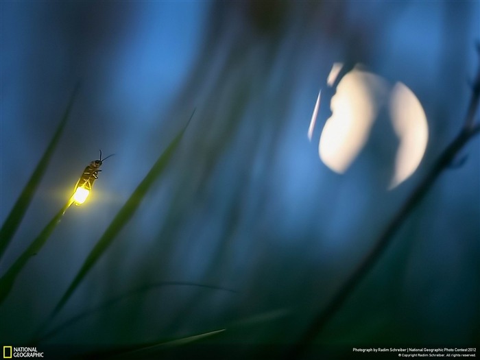 Papéis de Parede de fotografia geográfica nacional de Firefly e Moon-2012 Visualizações:13828