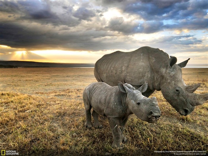 Going Home-2012 National Geographic Photographie Fond d'écran Vues:15981