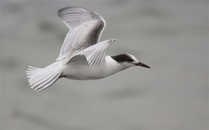 Gaviota en Flight-2013 mundo animal pantalla ancha fondo de pantalla Vistas:7565