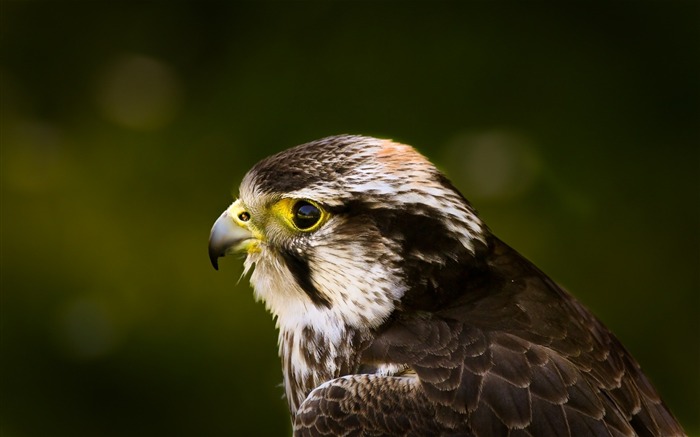 Hawk-2013 animal mundo pantalla ancha fondo de pantalla Vistas:8519