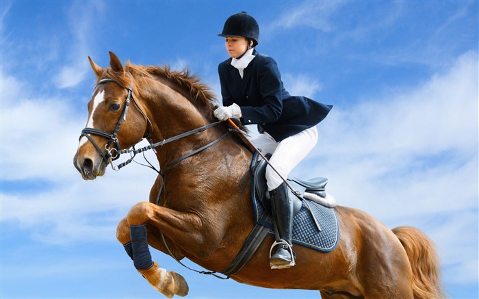 talent de cavalier-sport photographie thème Fond d'écran Vues:11425