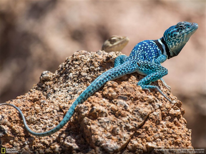 Lagarto Azul-2012 National Geographic Photographie Fond d'écran Vues:9871