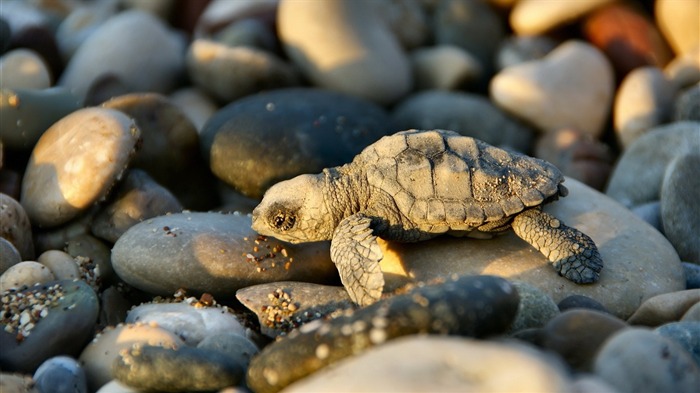 Fondo de pantalla de pantalla grande del mundo animal de Little Turtle on Rocks-2013 Vistas:6861