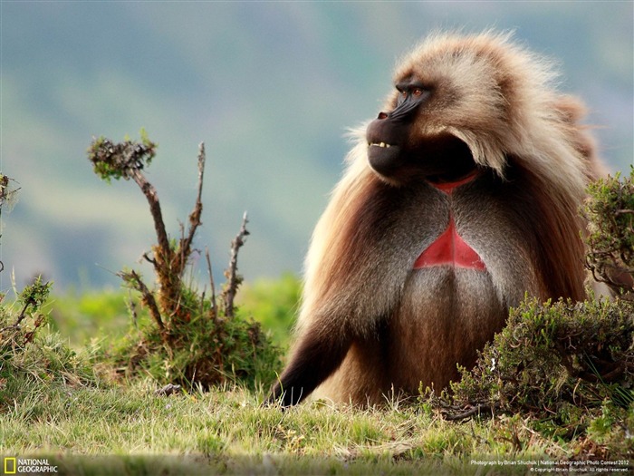 Hombre Gelada Baboon-2012 National Geographic Photography Wallpaper Vistas:11625