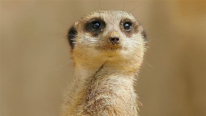 Meerkat-2013 mundo animal pantalla ancha fondo de pantalla Vistas:10733