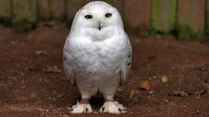 Polar Owl-2013 animal mundo pantalla ancha fondo de pantalla Vistas:7447