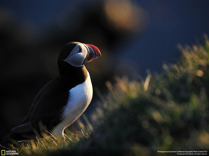 Puffin portrait-2012 Papel de Parede de Fotografia Geográfica Nacional Visualizações:13034