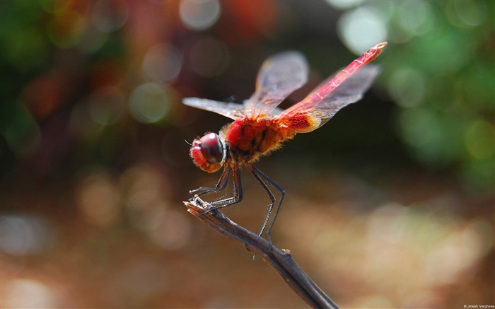 Fondo de pantalla de Red Lionfly-2013 animal mundo widescreen Vistas:8436