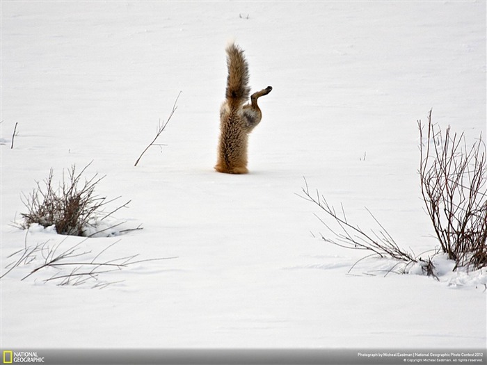 Red Fox pegando mouse sob a neve-2012 National Geographic Photography Wallpaper Visualizações:10055