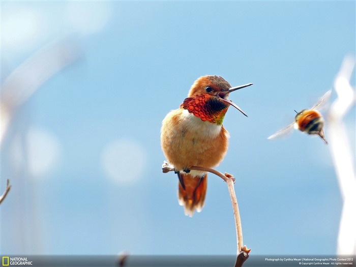 Enfrentamiento en el fondo de pantalla de National Geographic Photography Salmonberry Patch-2012 Vistas:8761