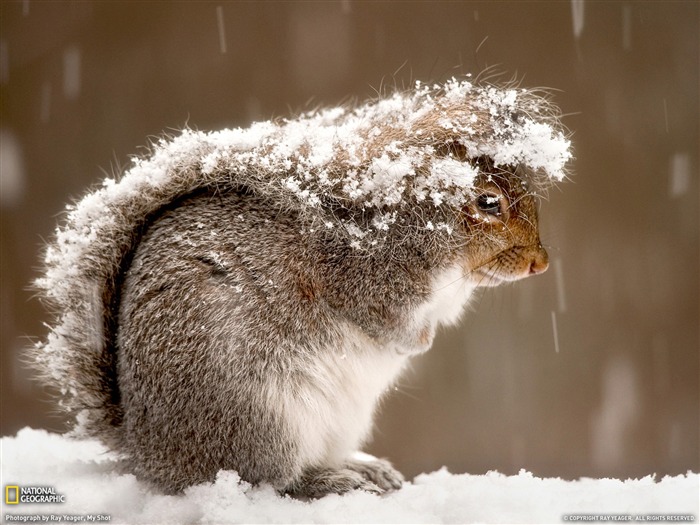 Squirrel in Snow-National Geographic Best Wallpapers of 2012 Views:10693 Date:2013/1/18 9:33:08