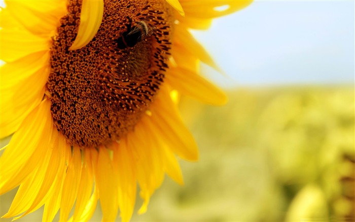 Fondo de pantalla de macro fotografía hermosa Vistas:26989