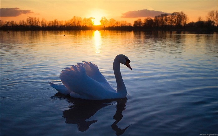 Cisne en Sunset-2013 animal mundo widescreen fondo de pantalla Vistas:7634