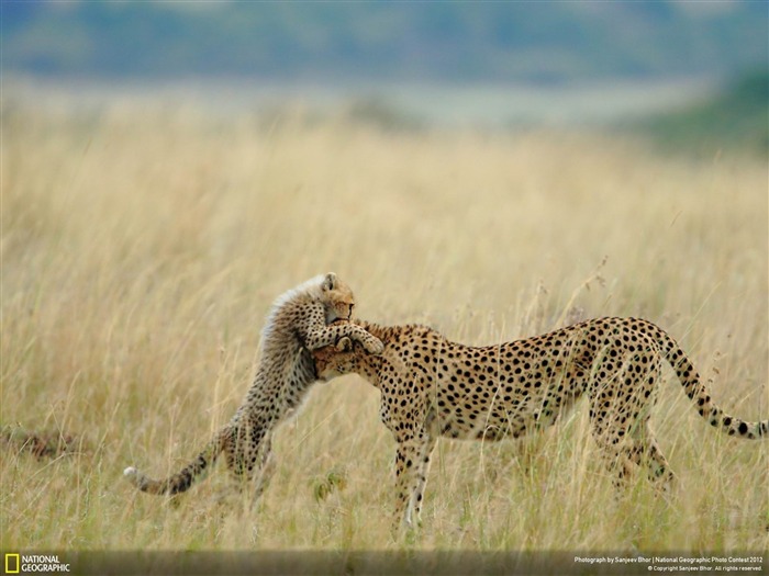 Moment tendre-2012 National Geographic Photographie Fond d'écran Vues:8699