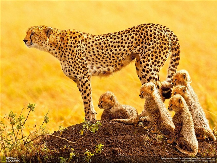 la matriarche-2012 National Geographic Photographie Fond d'écran Vues:8945