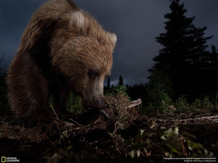 Ursus arctos horribilis-2012 National Geographic Photographie Fond d'écran Vues:8221