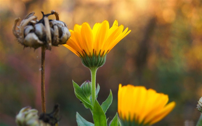 Crisântemos amarelos - Flores bonitas Papel de parede HD Visualizações:7664