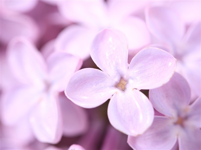 lindos lilás - flores bonitas fotografia papel de parede Visualizações:8855