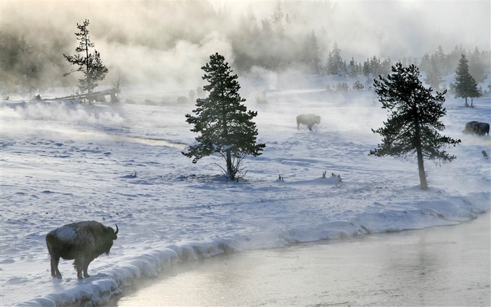 bisonte em inverno-inverno paisagem natural paisagem Visualizações:10894