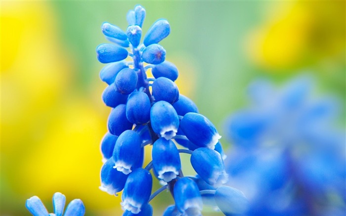 Aliento de primavera-hermosas flores fotografía fondo de pantalla Vistas:41914