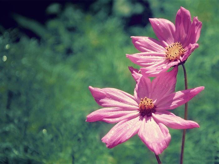 cosmos bipinnatus-Beautiful flowers HD wallpaper Visualizações:8275