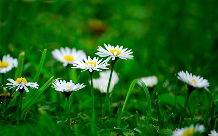 Primavera cómo flores muy bellas Imagen fondo de pantalla Vistas:34798