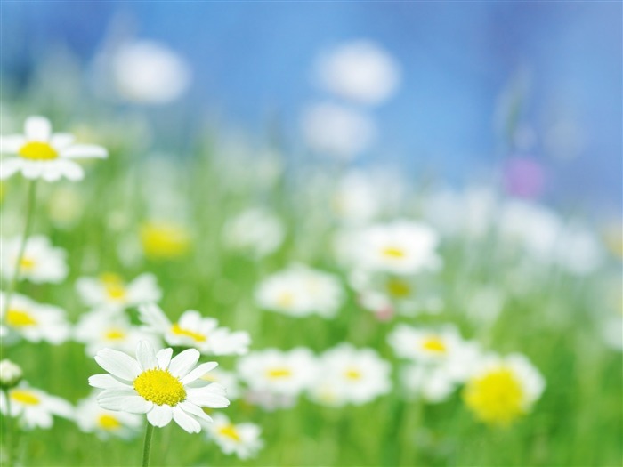 Daisy Field-Beautiful Flowers Wallpaper da fotografia Visualizações:9672