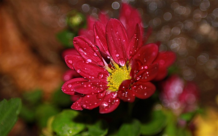 gotas de flores - flores bonitas HD papel de parede Visualizações:8687