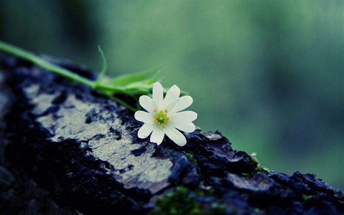 flor em um papel de parede de fotografia de flores lindas Visualizações:8261