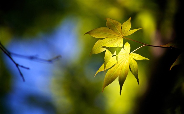 Folhas da floresta - Papéis de parede lindos da macro fotografia Visualizações:10026