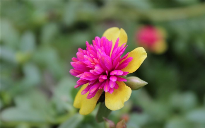 Flor de jardim - Flores bonitas Papel de parede HD Visualizações:10817