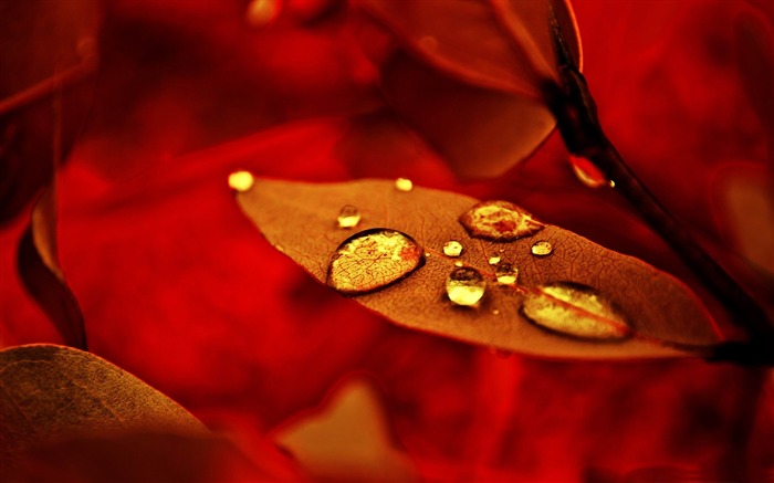 golden drops-Beautiful macro photography Wallpaper Views:10281 Date:2013/1/15 22:57:01