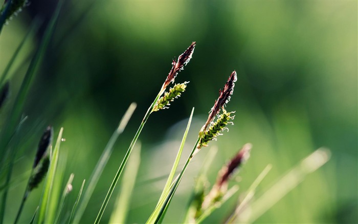 Orelhas de grama - Papéis de Parede de Fotografia macro bonita Visualizações:10858