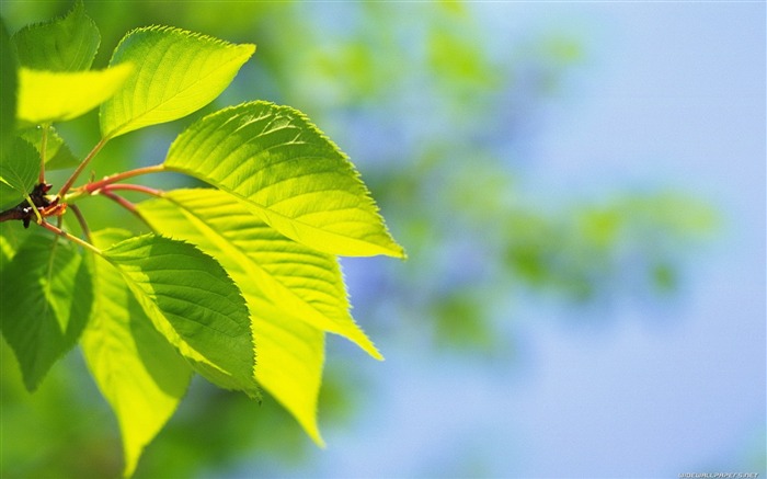 Folhas de cereja verde - Papel de parede macro de plantas frescas Visualizações:9172