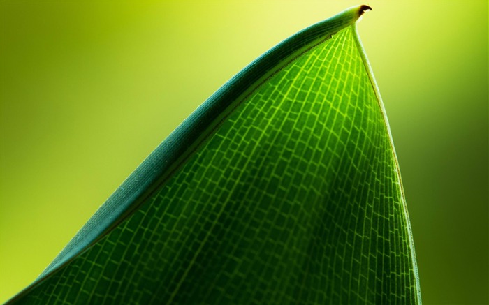 green leaf-Beautiful macro photography Wallpaper Views:9487 Date:2013/1/15 22:58:27