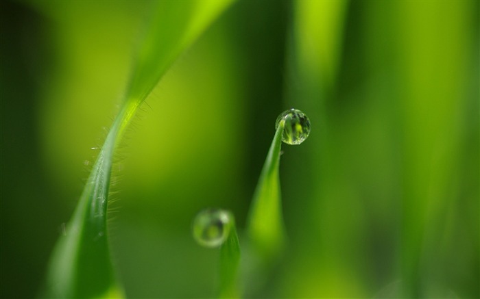 Folhas verdes e orvalho - Papel de parede macro da planta fresca Visualizações:10400