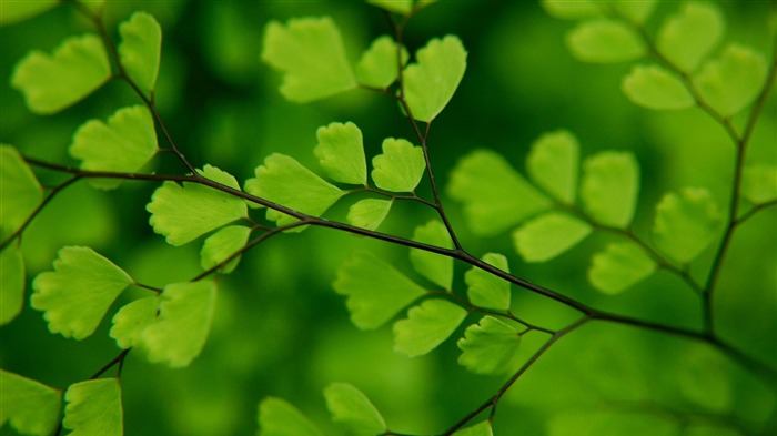 Folhas verdes em um ramo - Papel de parede macro da planta fresca Visualizações:10623