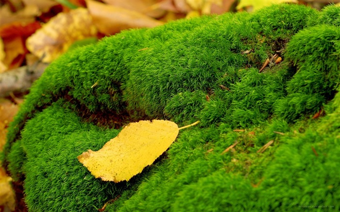 musgo verde e folha amarela - papel de parede macro da planta fresca Visualizações:13515