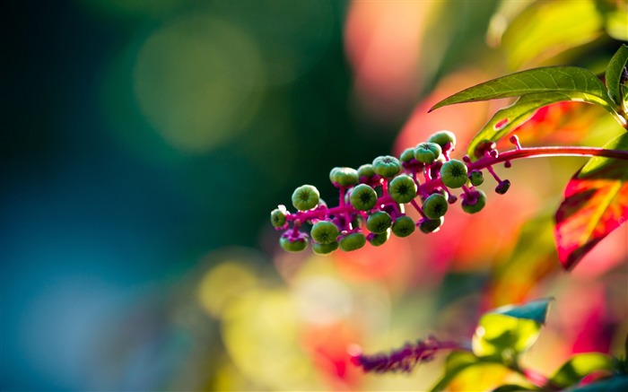 緑の種-新鮮な植物のマクロ壁紙 ブラウズ:10558