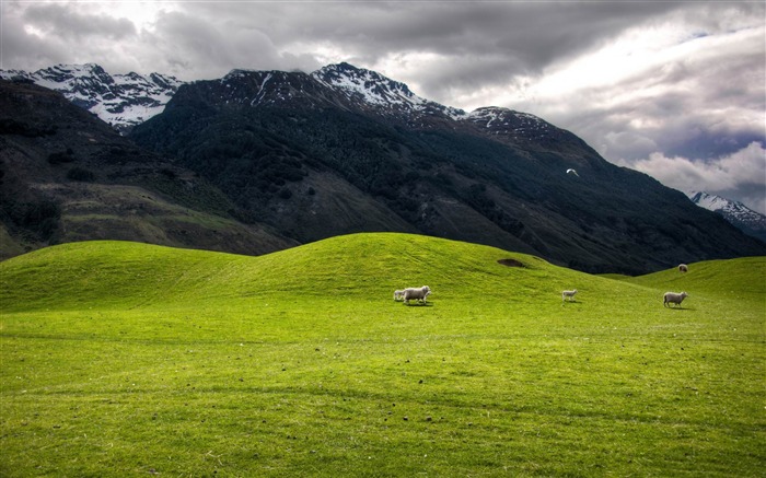 colinas y montañas-Nueva Zelanda paisaje fondo de pantalla Vistas:16394