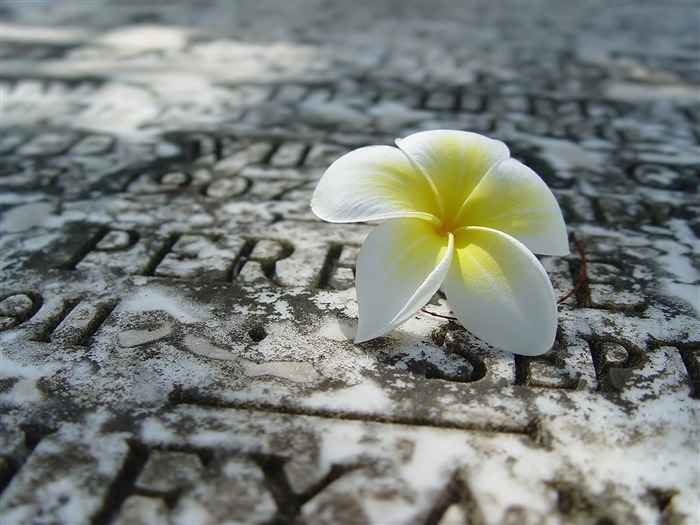 隔離された花-美しい花の写真の壁紙 ブラウズ:7714