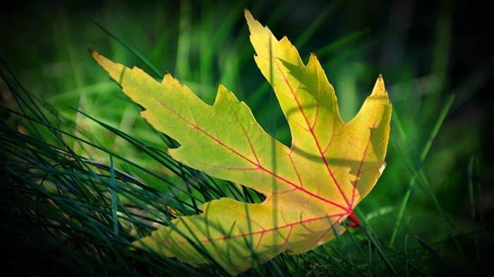 folha de bordo - papel de parede macro de plantas frescas Visualizações:8984