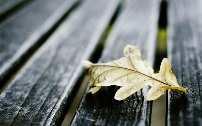 Oakleaf no banco de madeira - Papéis de parede lindos da macro fotografia Visualizações:9746