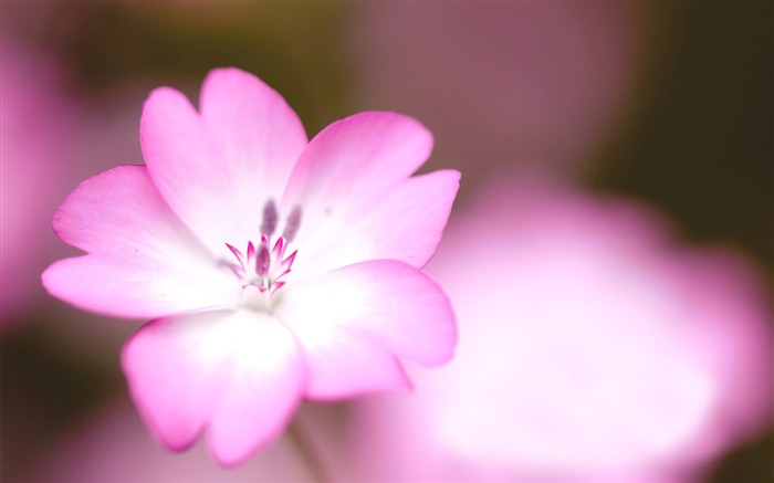 papel de parede de flores cor-de-rosa e flores bonitas Visualizações:10744