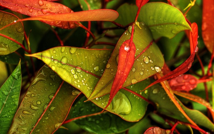 Folhas vermelhas e verdes - Papel de parede macro da planta fresca Visualizações:11263