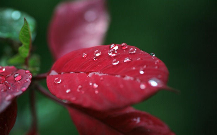 Folha vermelha com gotas - Papel de parede macro da planta fresca Visualizações:8625