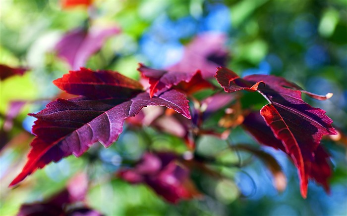 Folhas vermelhas - Papel de parede macro de plantas frescas Visualizações:9781