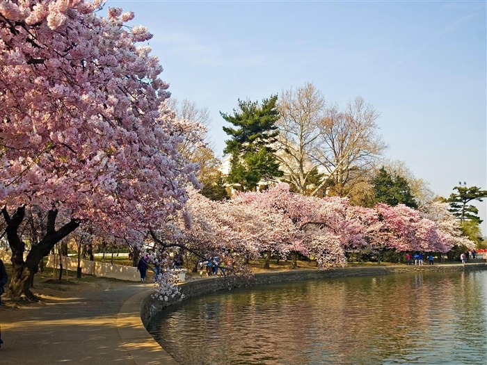 樱花湖-最美自然风景壁纸 浏览:14938