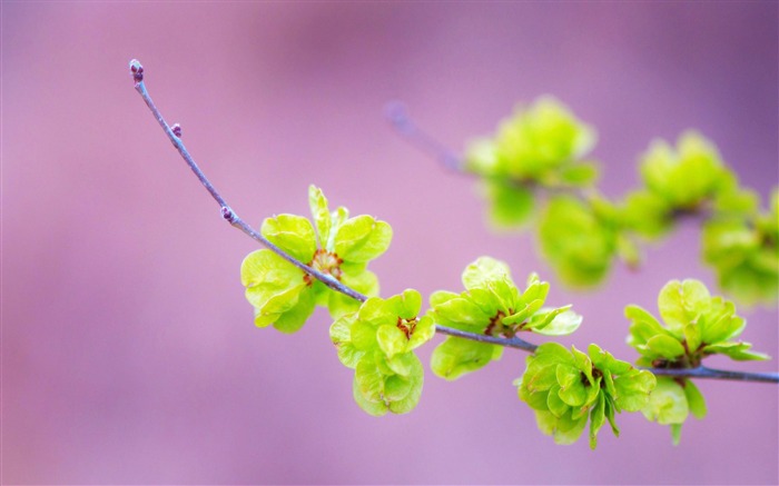 small green flowers-Beautiful macro photography Wallpaper Views:17407 Date:2013/1/15 23:01:40